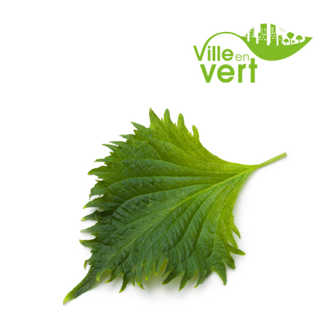Fines herbes bio