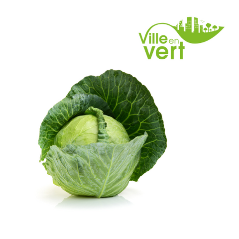 Chou vert/ chou rouge bio