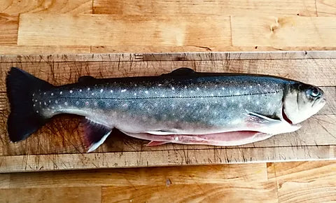 Fresh Arctic char fillet