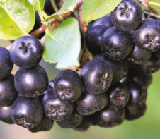 Aronia bio