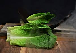 Salade Romaine bio