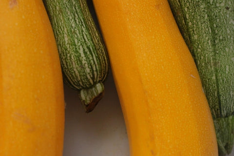 Courgette "zucchini" bio