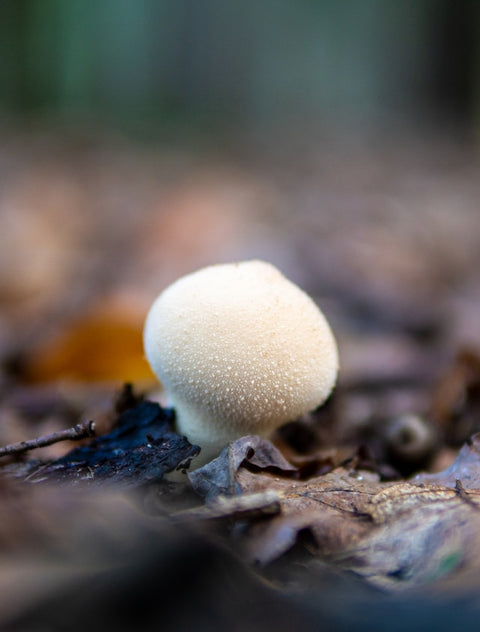 Button Mushrooms - Quality A