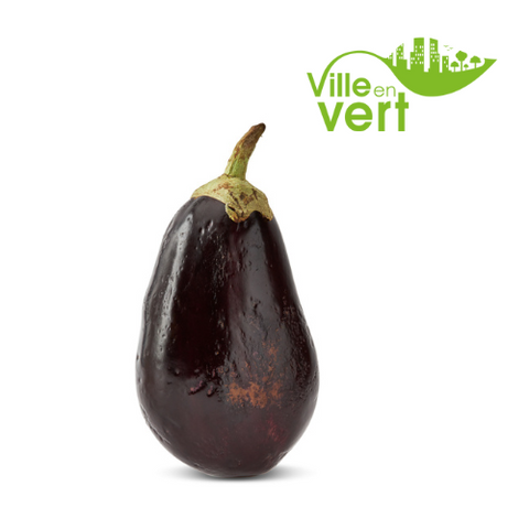 Aubergine bio