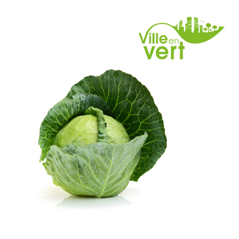 Chou vert bio