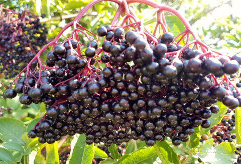 Sureau bio